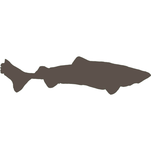 A silhouette of a Greenland Shark.